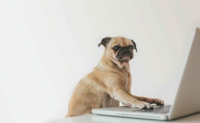 The Pug That Dug Learning About Copyright and Open Content